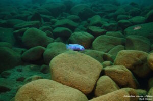 Metriaclima sciasma 'Lifuma'